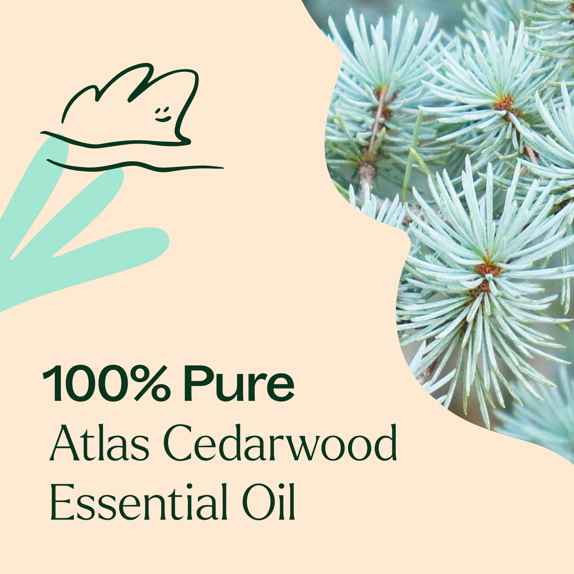 plant-therapy---atlas-cedarwood-3.webp