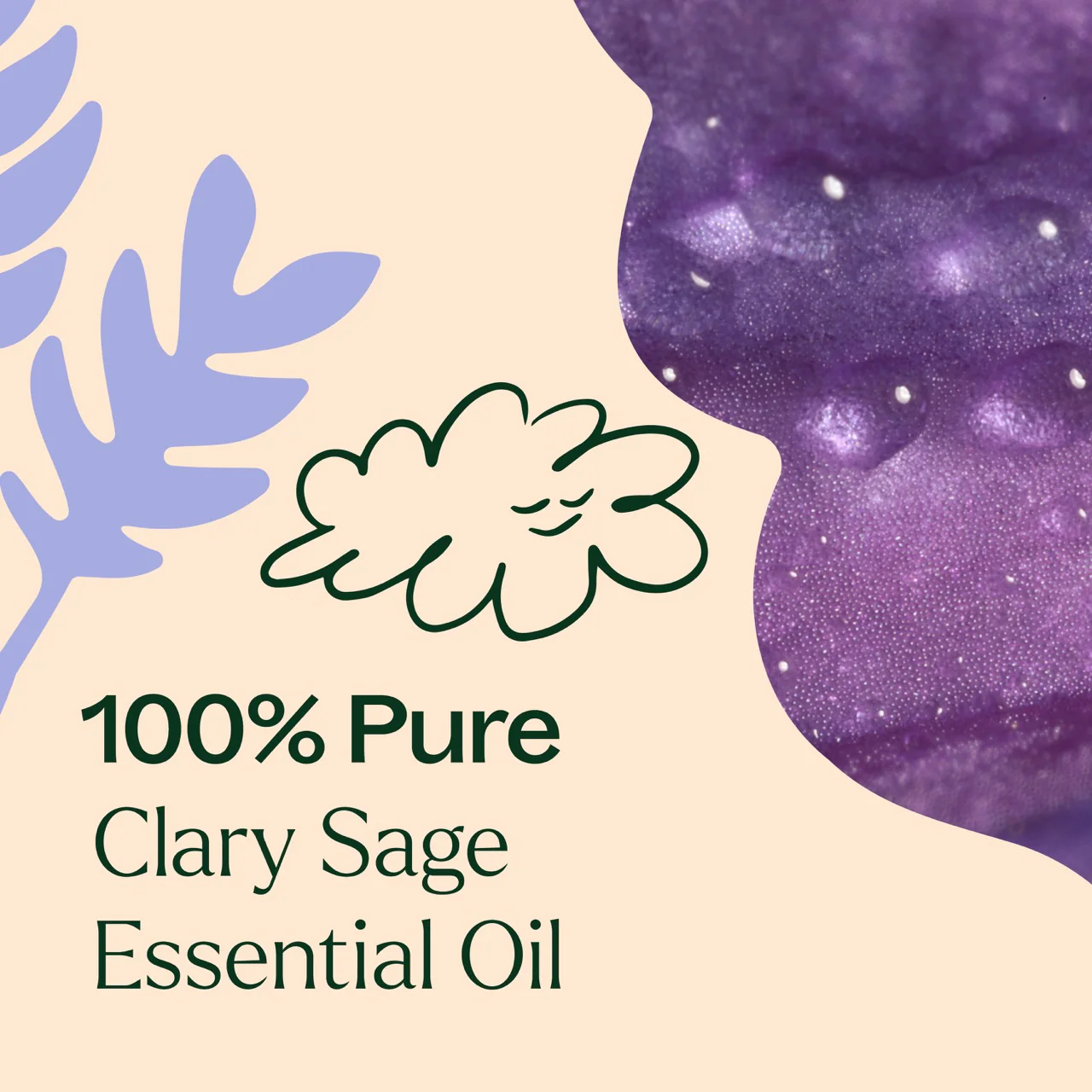 plant-therapy---clary-sage-4.webp