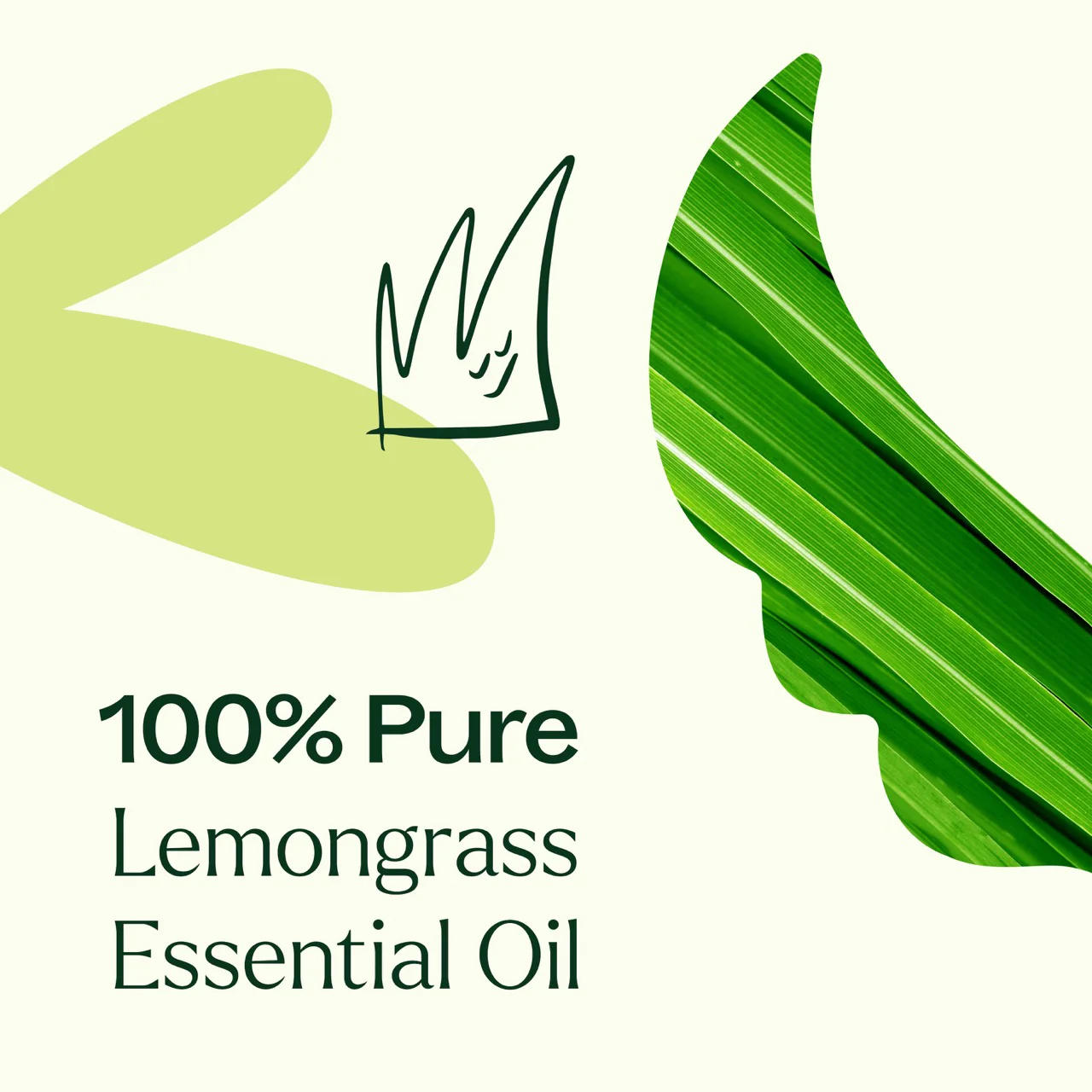 plant-therapy---lemongrass-2.webp