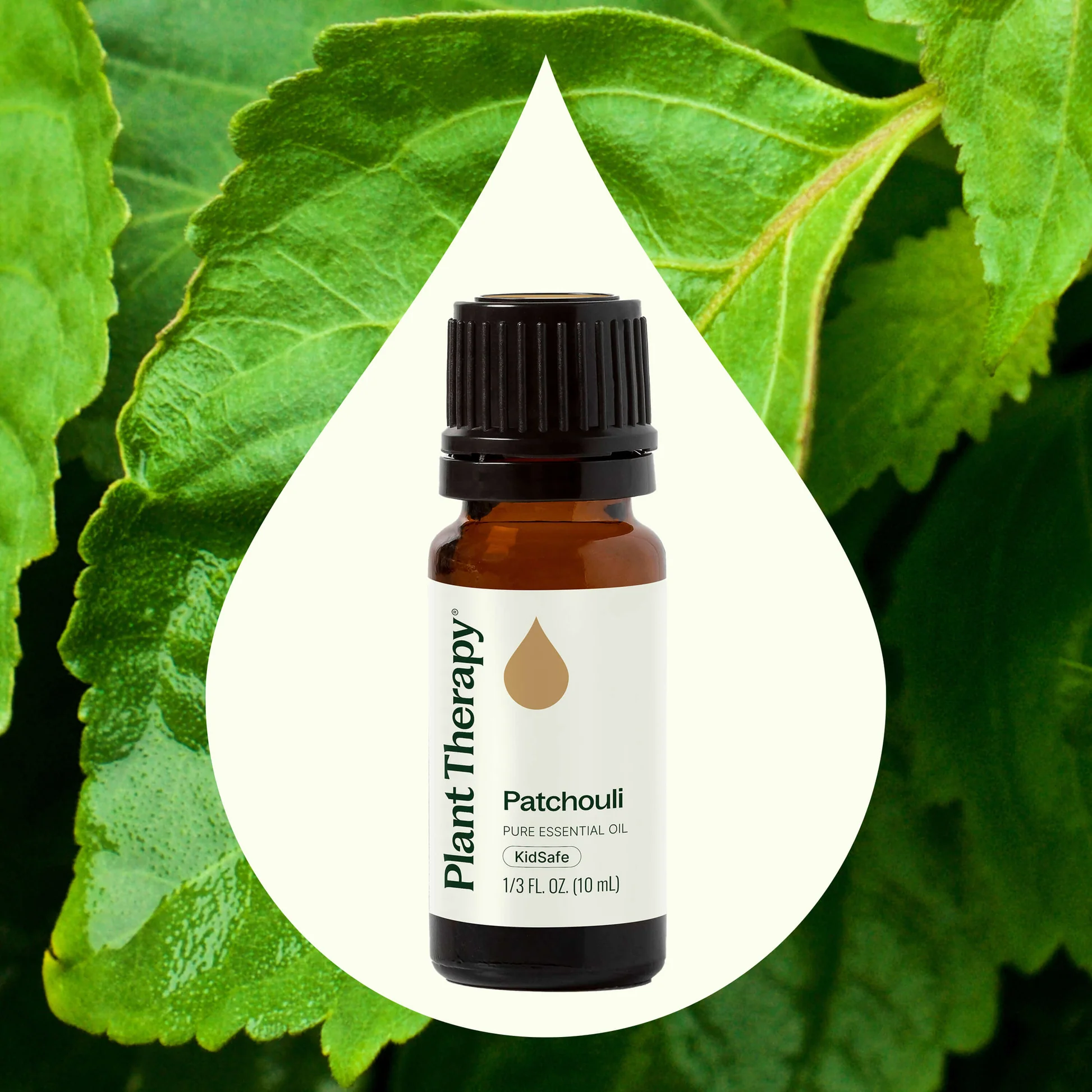 plant-therapy---patchouli-2.webp