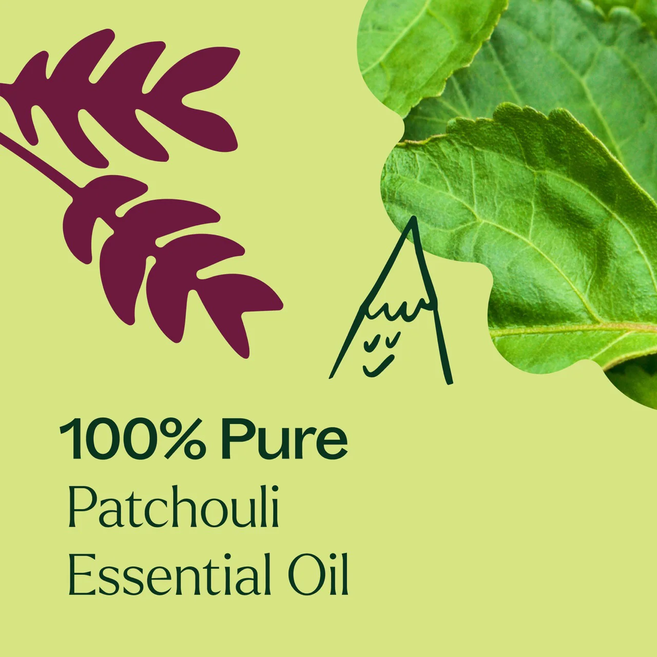 plant-therapy---patchouli-5.webp