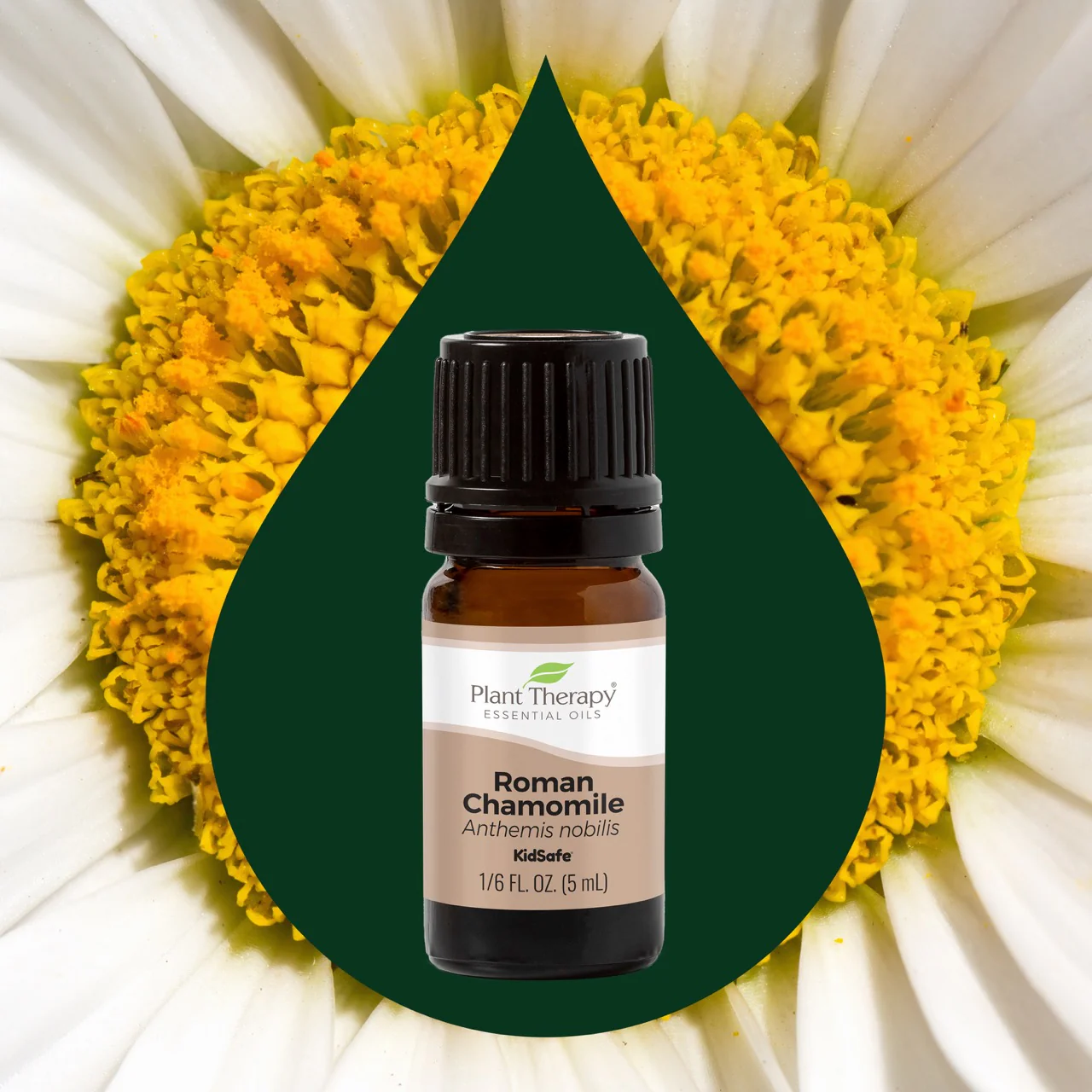 plant-therapy---roman-chamomile-2.webp