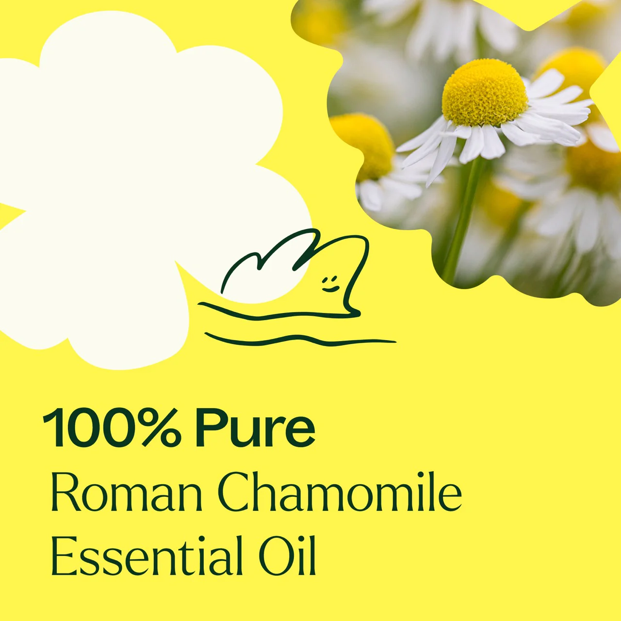 plant-therapy---roman-chamomile-4.webp