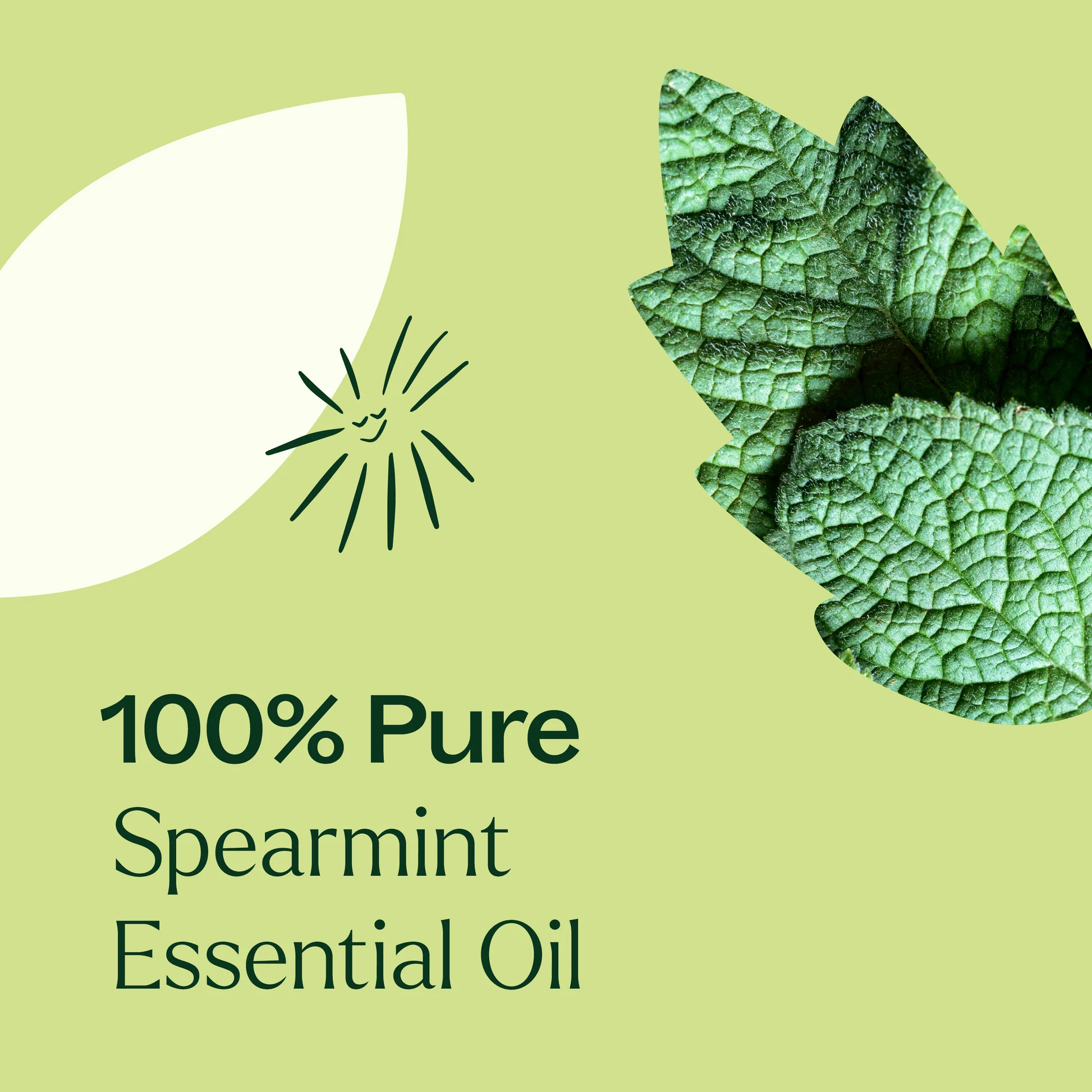 plant-therapy---spearmint-5.webp