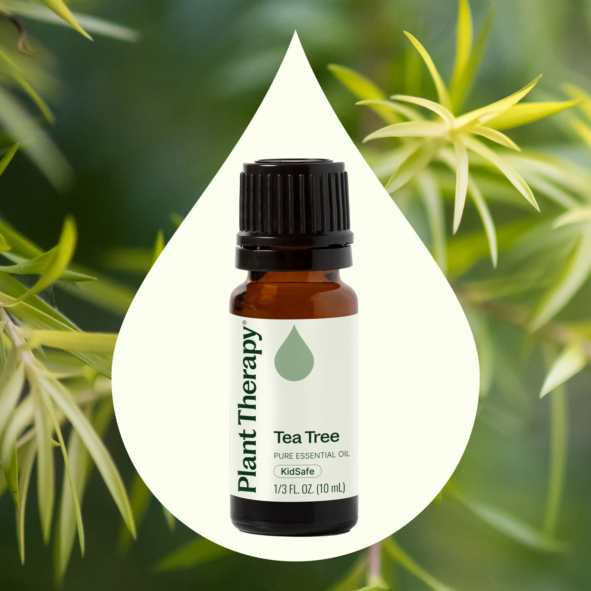 plant-therapy---tea-tree-3.webp