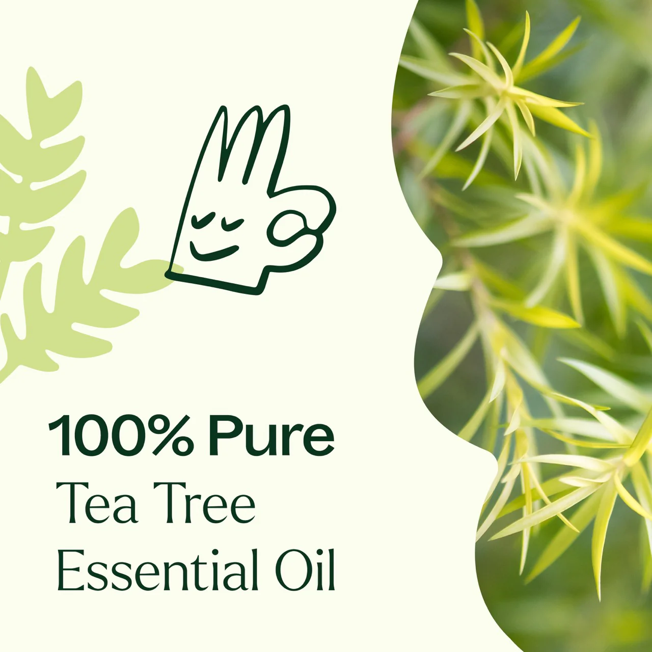 plant-therapy---tea-tree-4.webp
