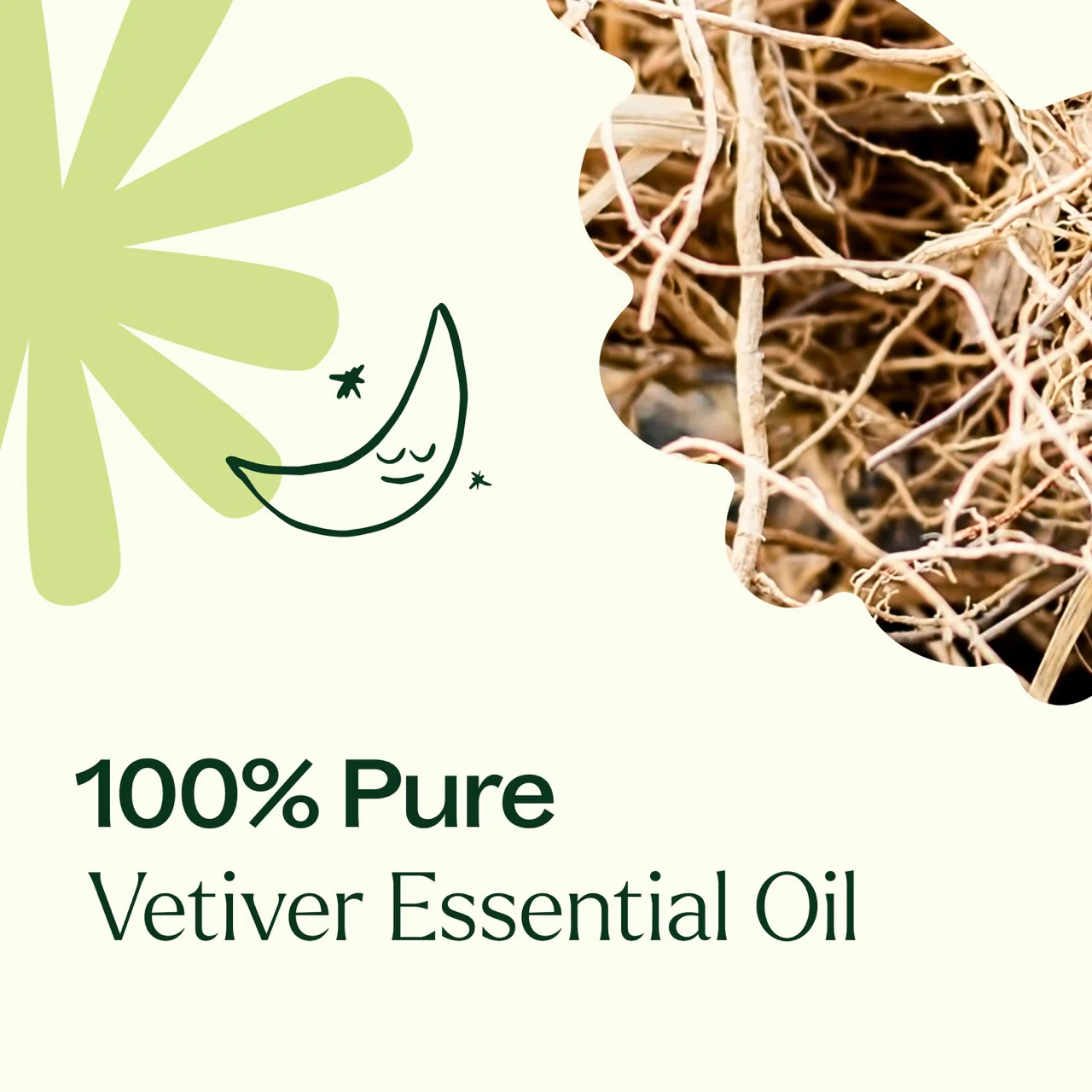 plant-therapy---vetiver-4.webp
