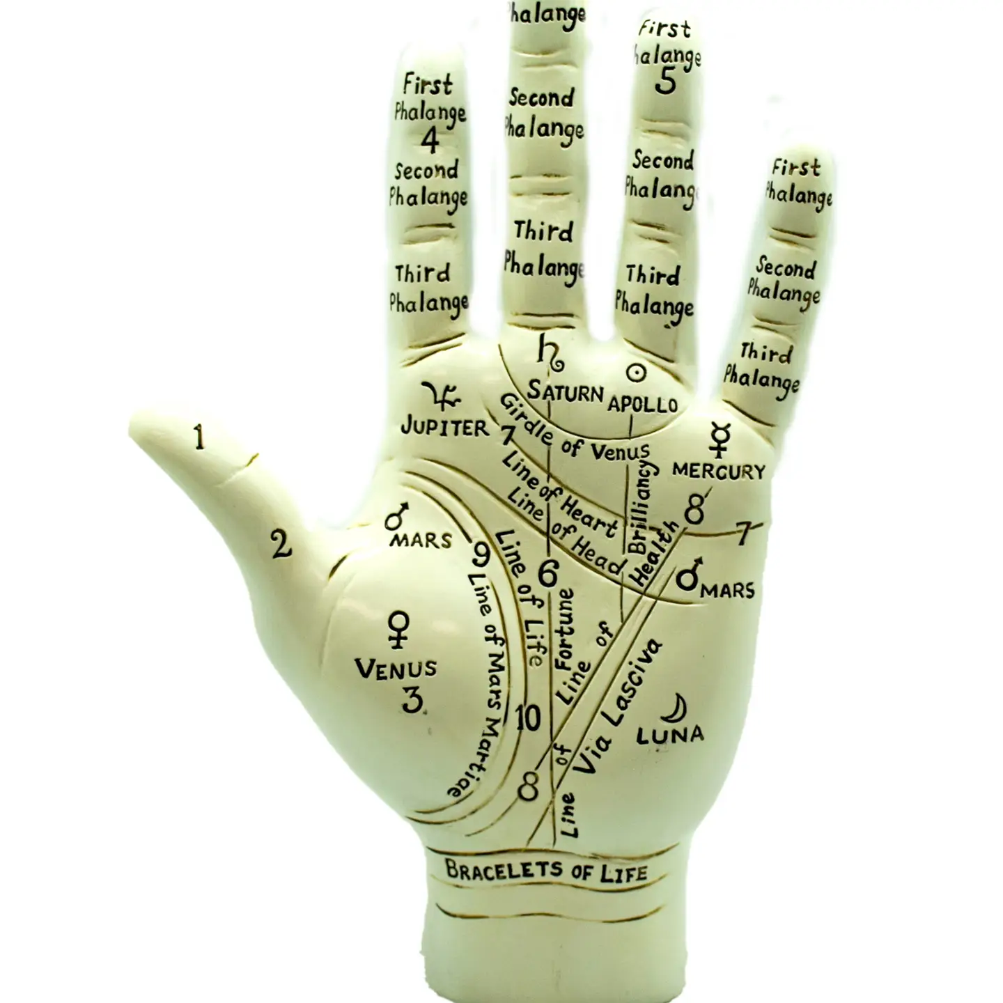 Large Palmistry Hand